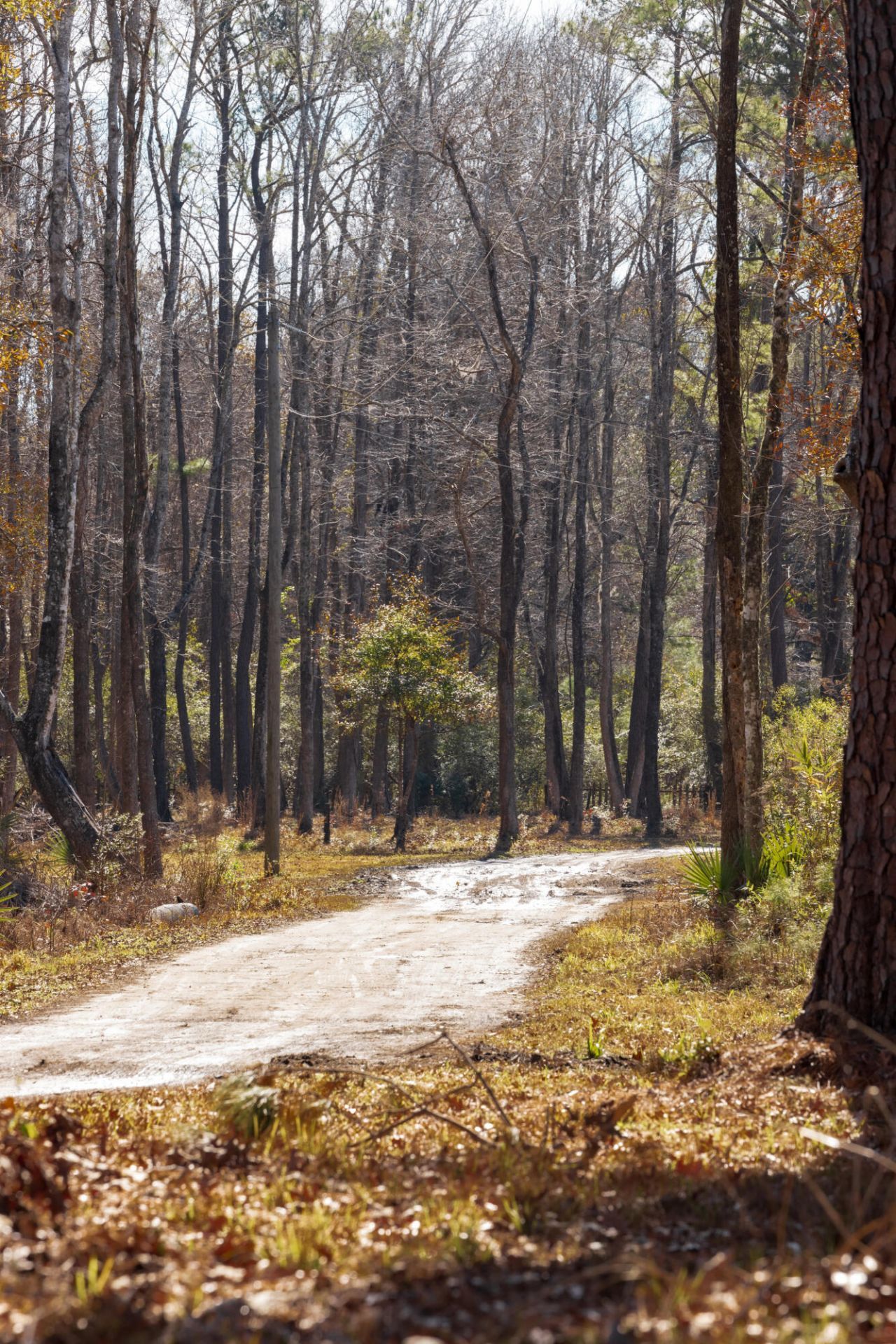 4294 River Road Photo 22