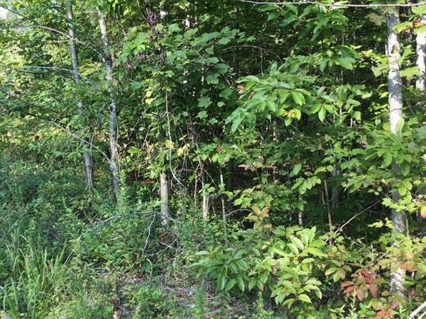 Lot 239 Hood Lane, Wilder, TN 38589
