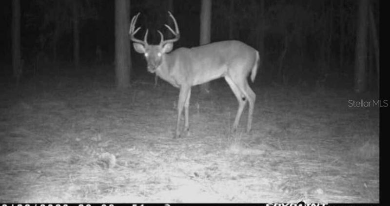 9088 S Berkshire Avenue, Inverness, FL 34452 Photo