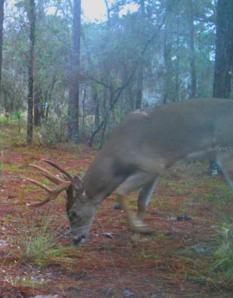 9088 S Berkshire Avenue, Inverness, FL 34452 Photo