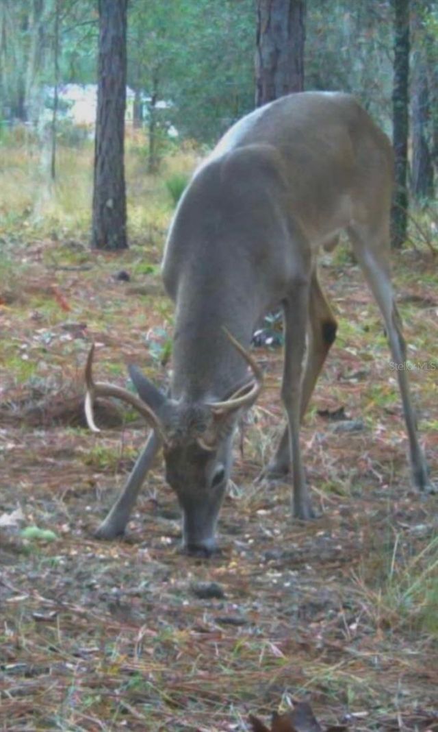 9088 S Berkshire Avenue, Inverness, FL 34452 Photo