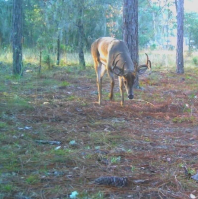 9088 S Berkshire Avenue, Inverness, FL 34452 Photo