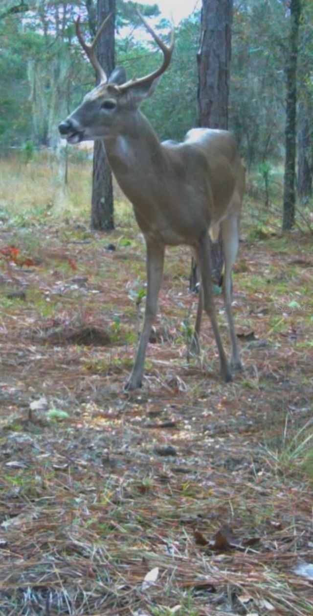 9088 S Berkshire Avenue, Inverness, FL 34452 Photo