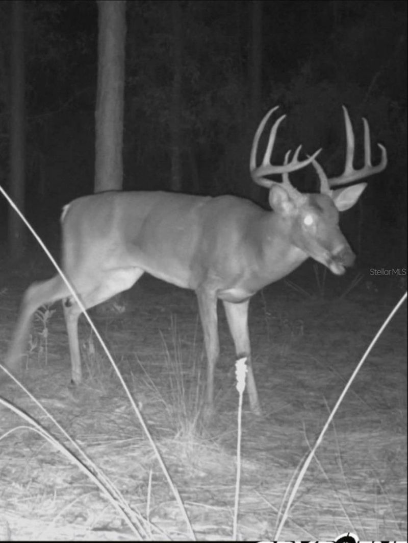 9088 S Berkshire Avenue, Inverness, FL 34452 Photo