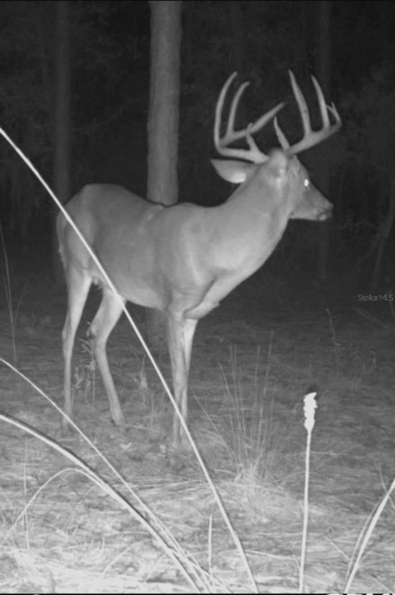 9088 S Berkshire Avenue, Inverness, FL 34452 Photo