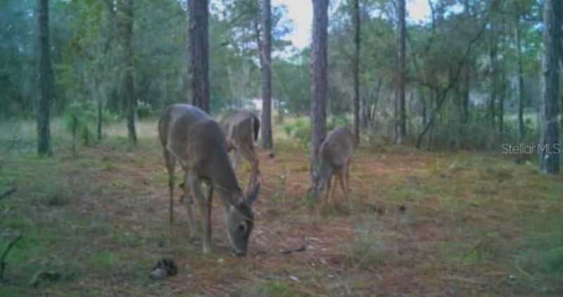 9088 S Berkshire Avenue, Inverness, FL 34452 Photo