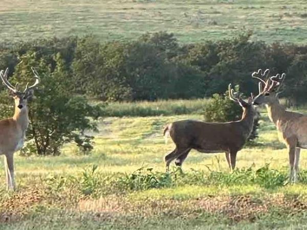 0000 State Highway 29, Foster, OK 73434