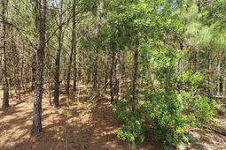 0 Lost Horn Road photo 4