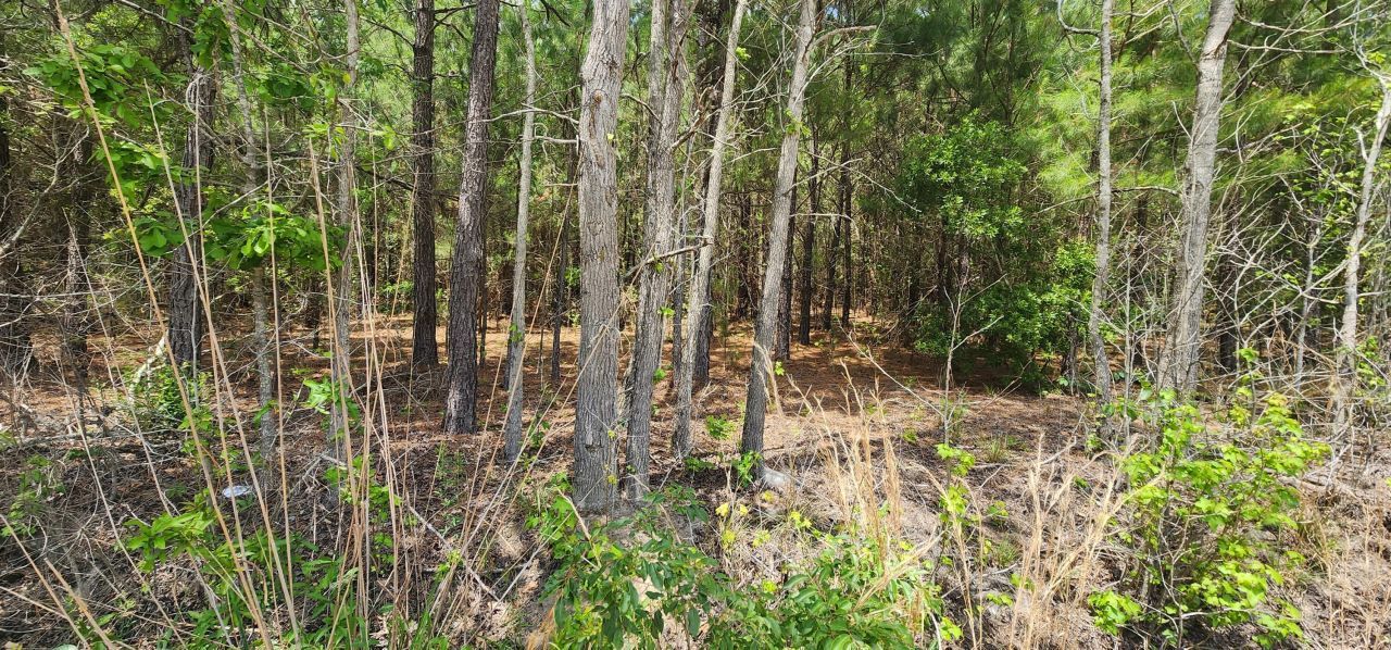 0 Lost Horn Road Photo 4