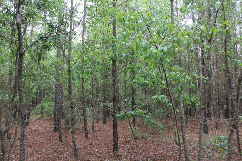 00 Stacey Bridge Rd Photo 6