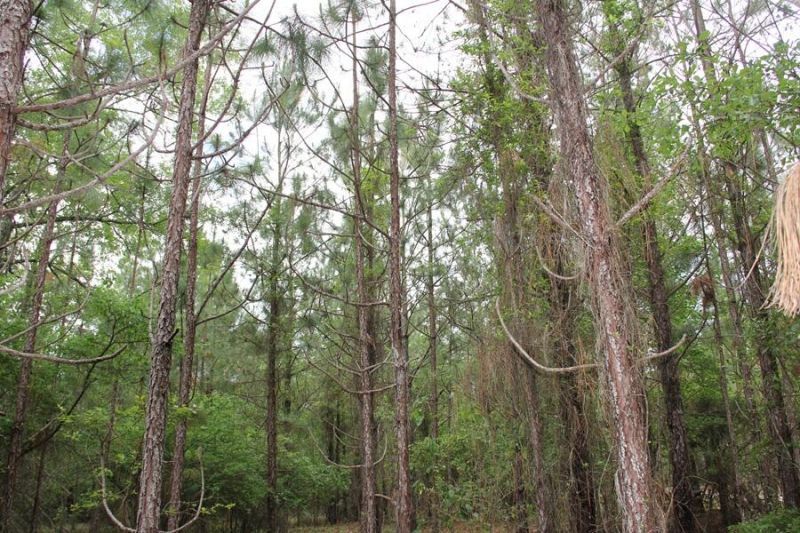 00 Stacey Bridge Rd Photo 7