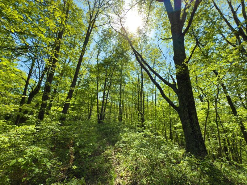 140 Sycamore Street, Glouster, OH 45732 Photo 15