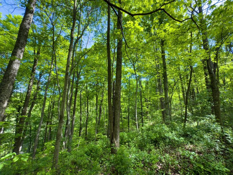 140 Sycamore Street, Glouster, OH 45732 Photo 24