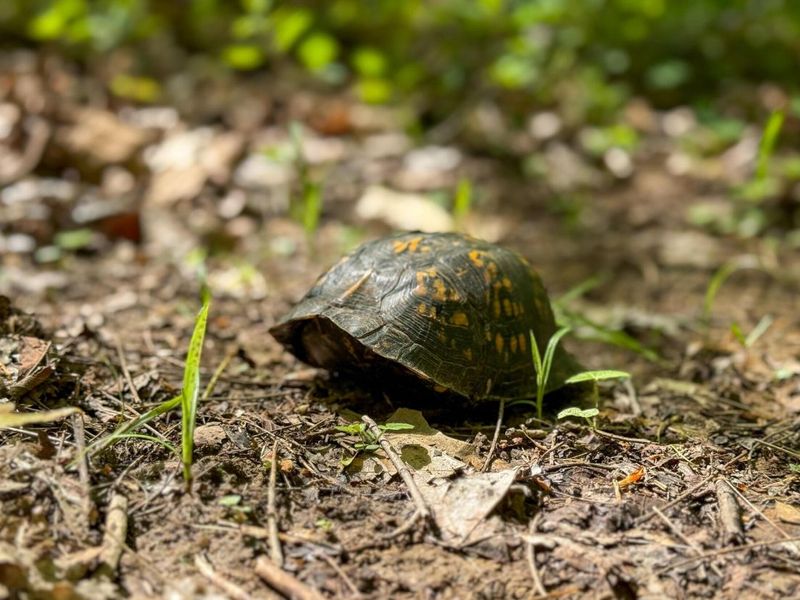 140 Sycamore Street, Glouster, OH 45732 Photo 26