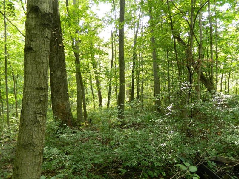 30650 State Route 739, Richwood, OH 43344 Photo 15