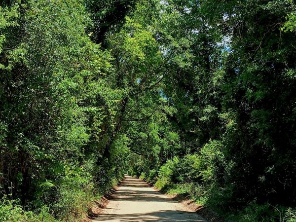 TBD Wolf Pond Road, Bascom, FL 32423