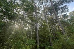 Tbd Roscoe Rd. photo 4