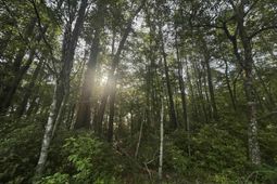 Tbd Roscoe Rd. photo 4