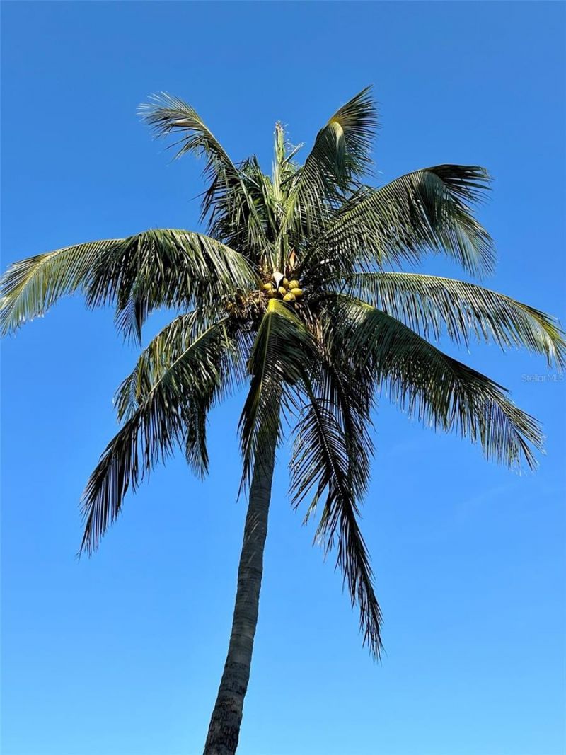 184 Banyan Bay Drive, Saint Petersburg, FL 33705 Photo