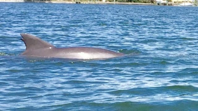 184 Banyan Bay Drive, Saint Petersburg, FL 33705 Photo