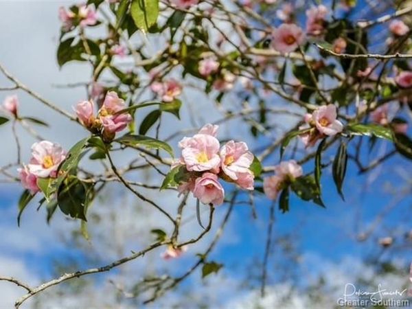 0 Camellia Court, Lake Charles, LA 70611