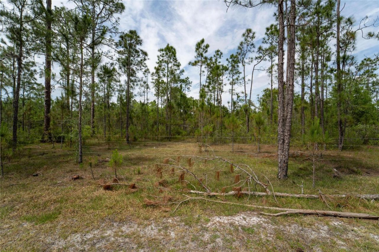 Van Fleet Road, Polk City, FL 33868 Photo