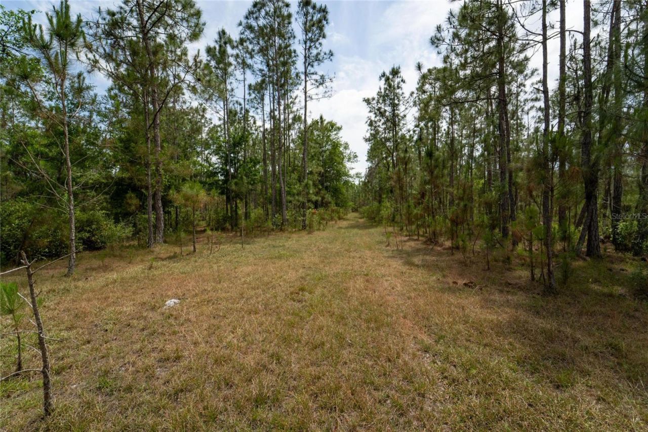 Van Fleet Road, Polk City, FL 33868 Photo