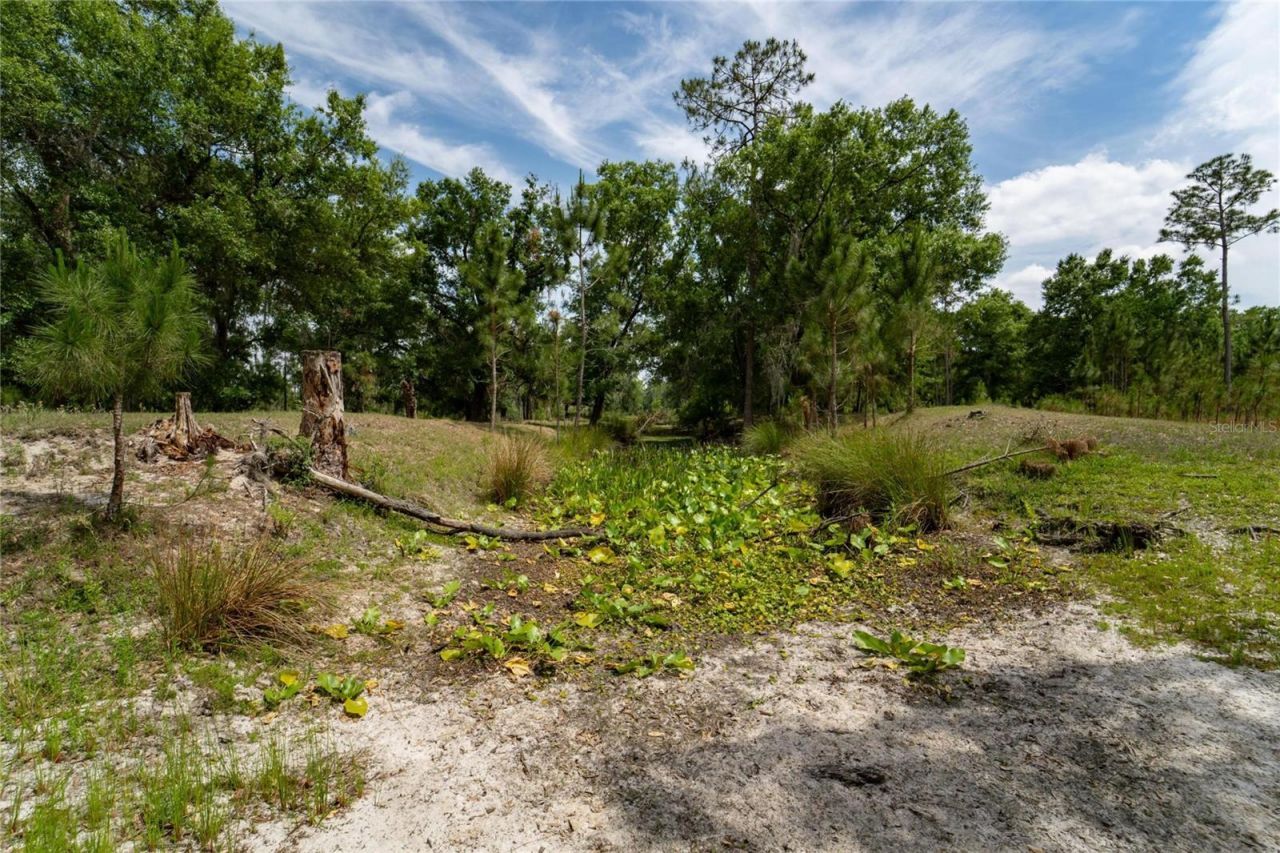 Van Fleet Road, Polk City, FL 33868 Photo