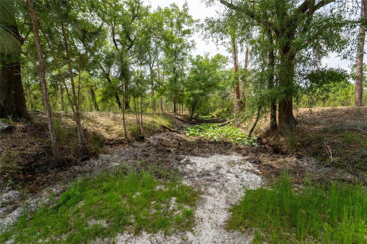 Van Fleet Road, Polk City, FL 33868 Photo