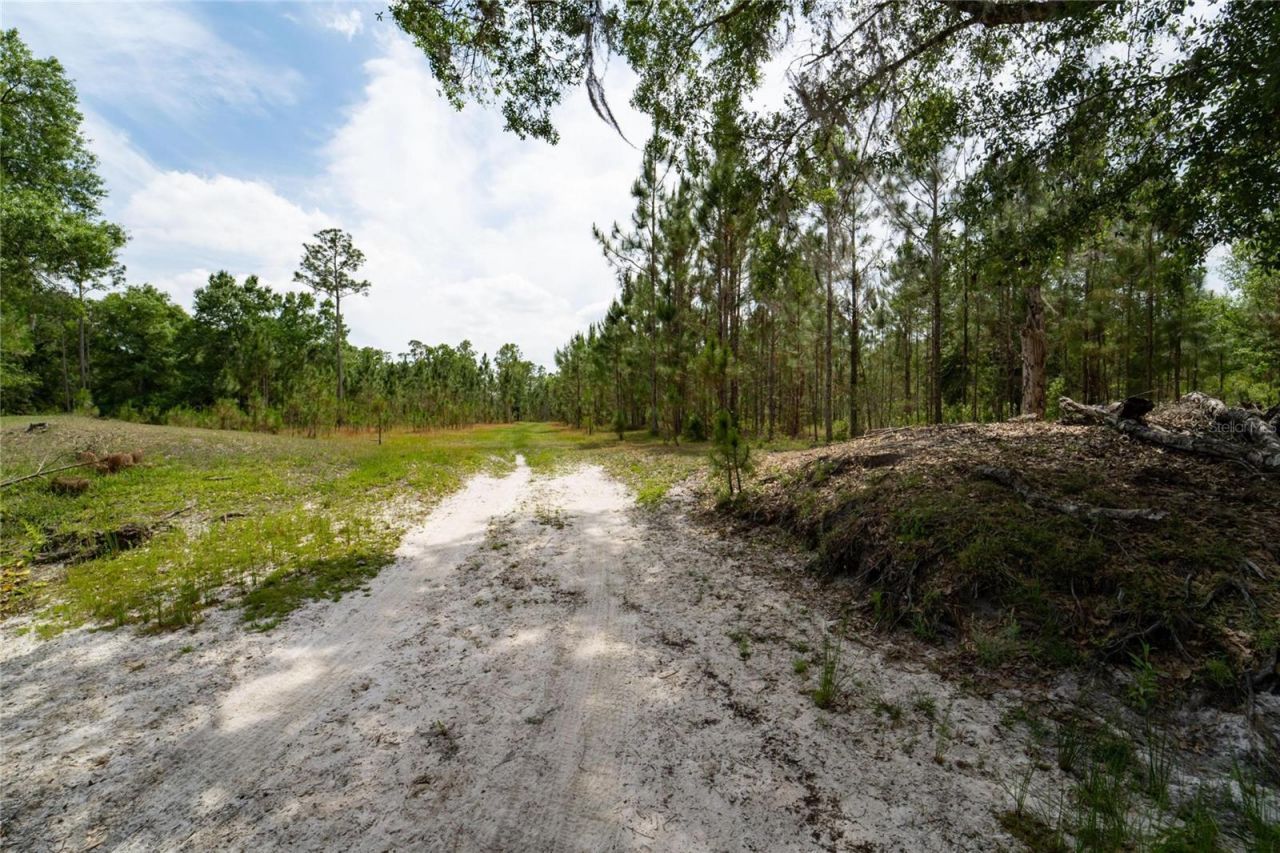 Van Fleet Road, Polk City, FL 33868 Photo