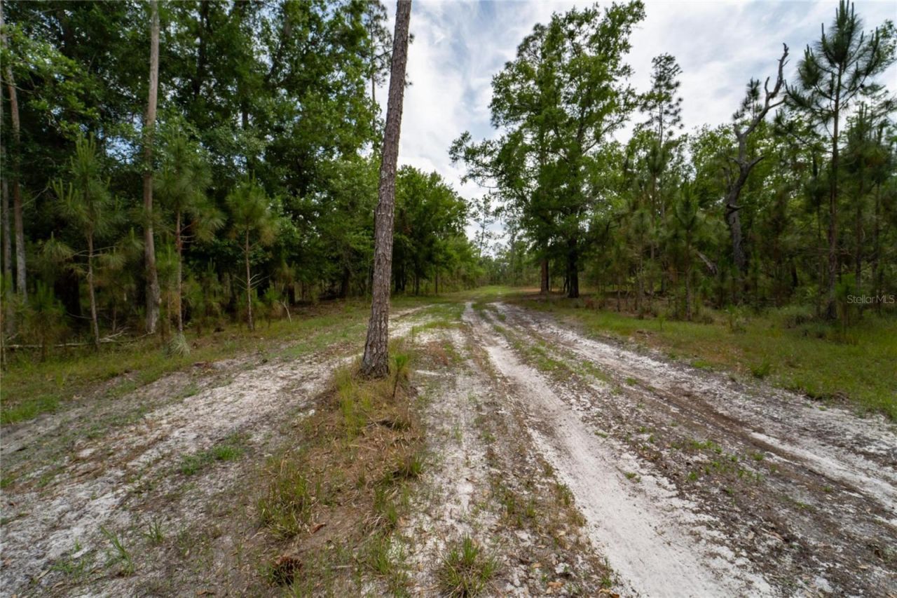 Van Fleet Road, Polk City, FL 33868 Photo