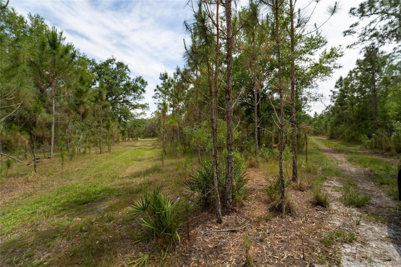 Van Fleet Road, Polk City, FL 33868 Photo