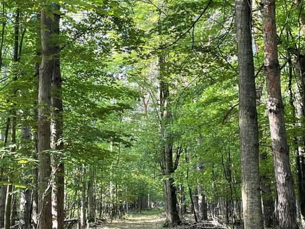 Mortimer Line Road, Croswell, MI 48422