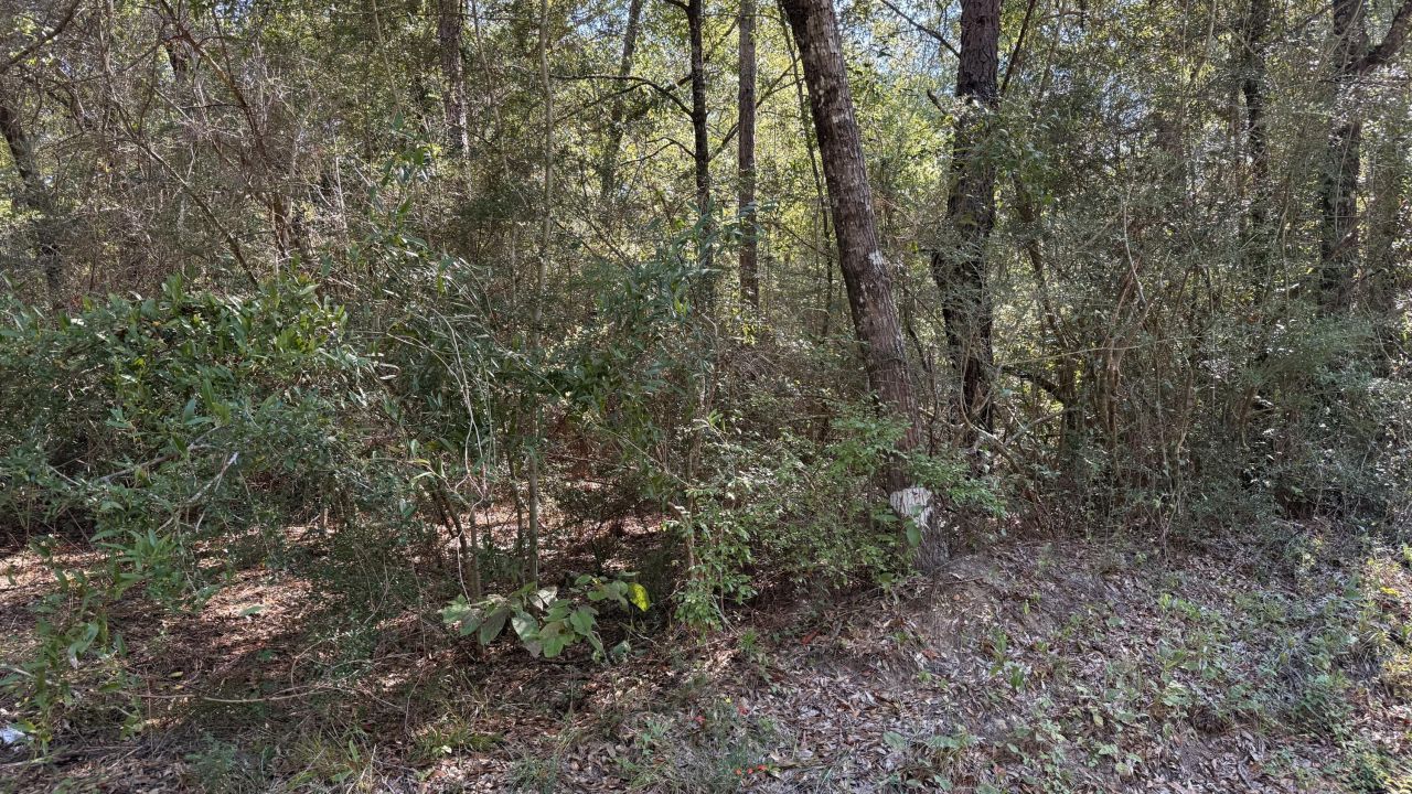 Tbd Painter Branch Road, Crestview, FL 32539 Main Photo