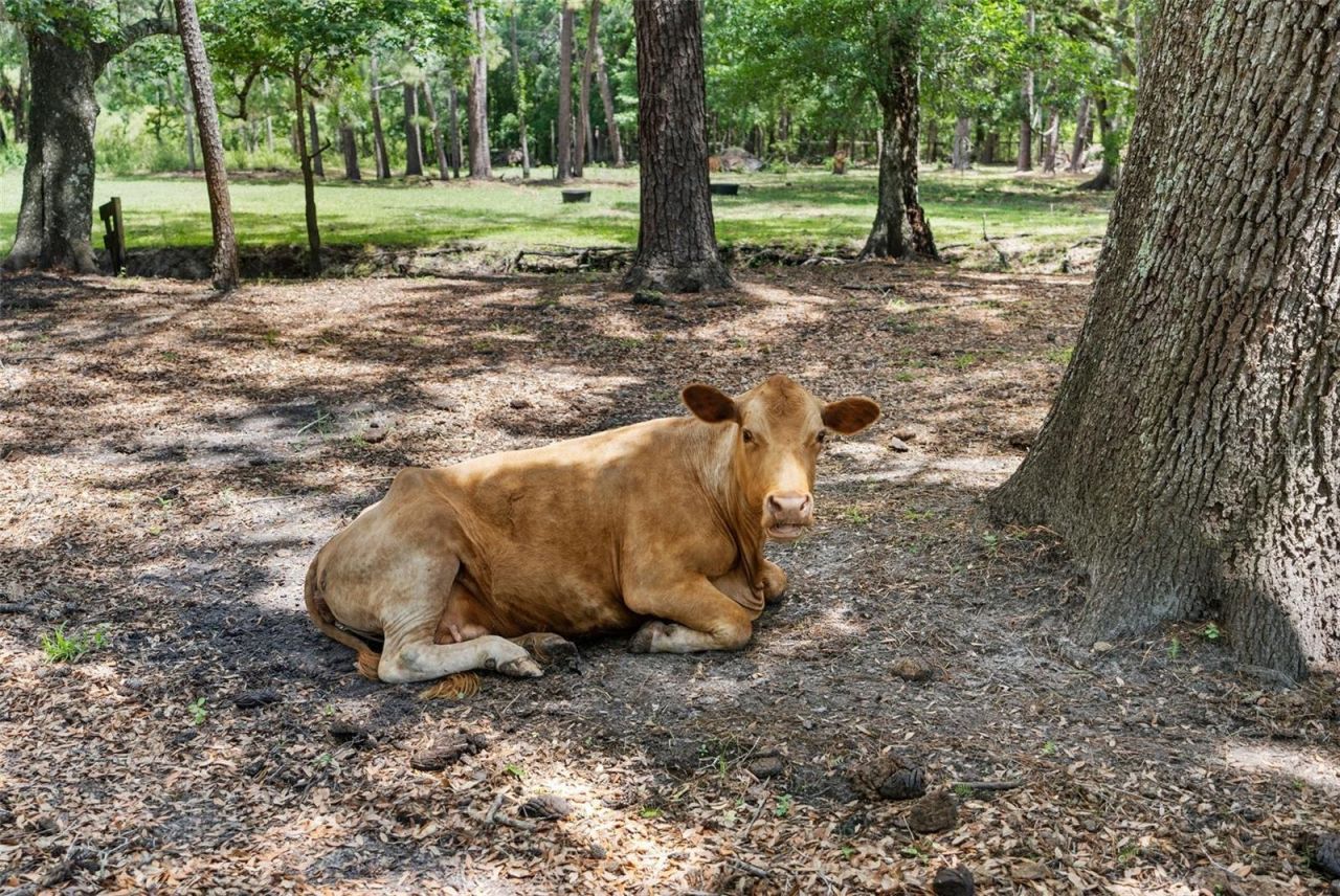 1253 Culbreath Road, Brooksville, FL 34602 Photo