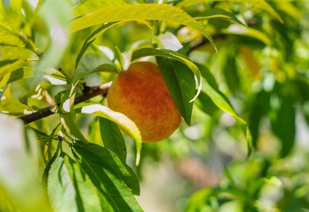 1253 Culbreath Road, Brooksville, FL 34602 Photo