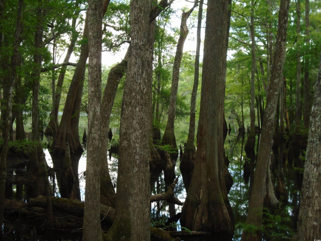 4131 Gunter Lake Rd. Photo 40