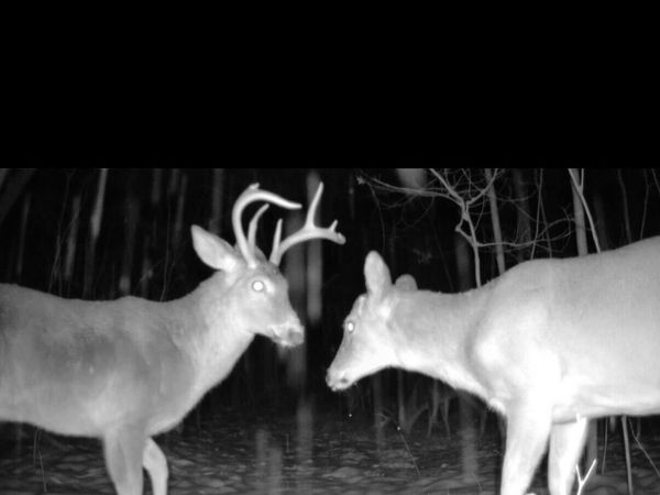 22903 Waterwheel Drive, Pierson, MI 49339