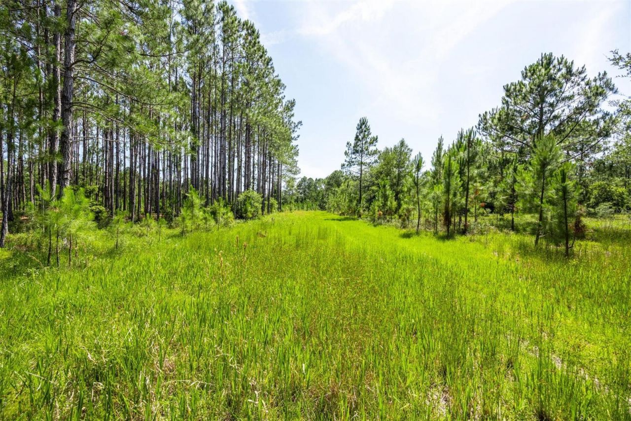 00, Chiefland, FL 32626 Photo