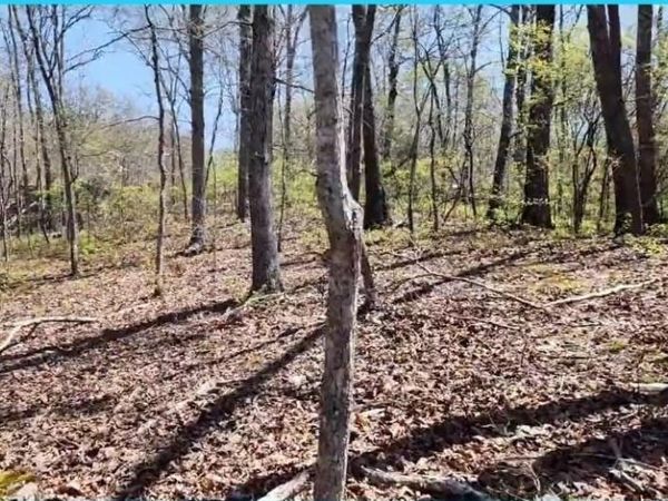 000 Chinkapin Cv, Sugar Tree, TN 38380