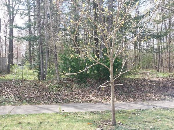 TBD W 24th Street, Sault Ste Marie, MI 49783