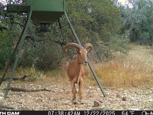 000 fm 573, Mullin, TX 76864