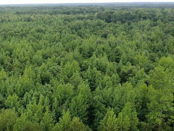 Rowell Rd, Rowell, AR 71665