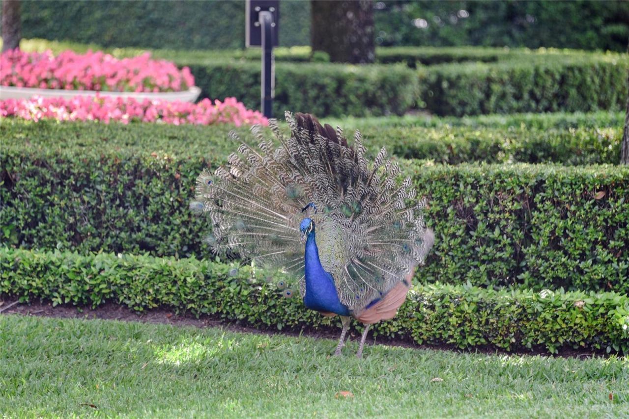 1112 Preserve Point Drive, Winter Park, FL 32789 Photo