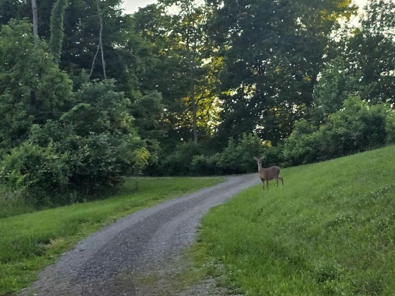 438 Ky Hwy 455, Sparta, KY 41086 Photo 39