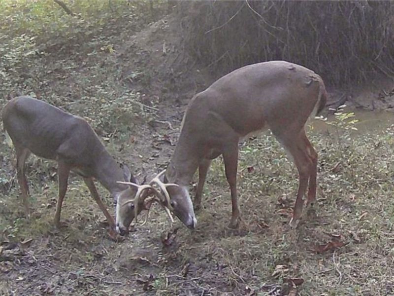 3526 Starling Road, Bethel Township, OH 45106 Photo 10