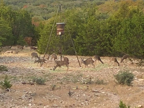 932 Shin Oak, Menard, TX 76859