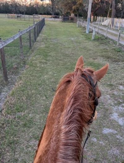 7705 Gardner Road, Tampa, FL 33625 Photo