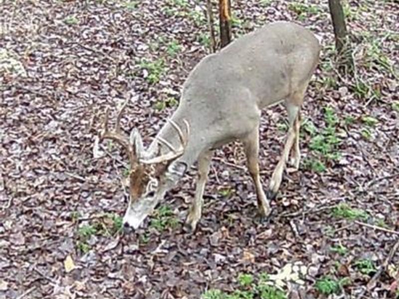 49-acres Yankeetown Rd, Hamersville, OH 45130 Photo 4