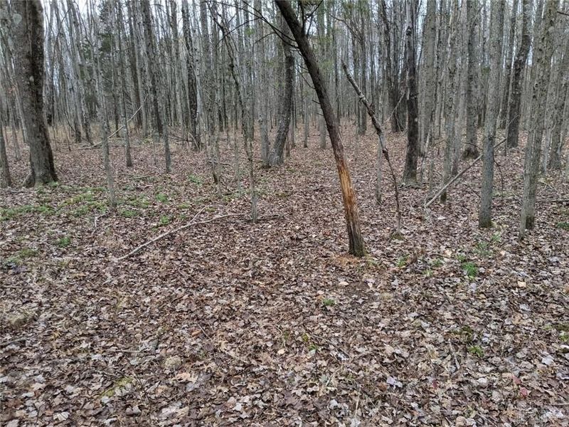 49-acres Yankeetown Rd, Hamersville, OH 45130 Photo 7